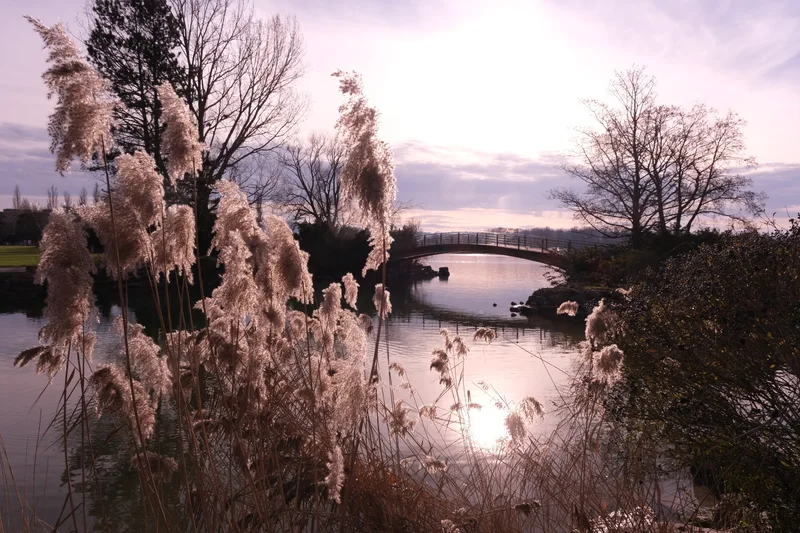 Helle Schilfhalme am Wasser, dahinter Bäume und eine Brücke im Gegenlicht.