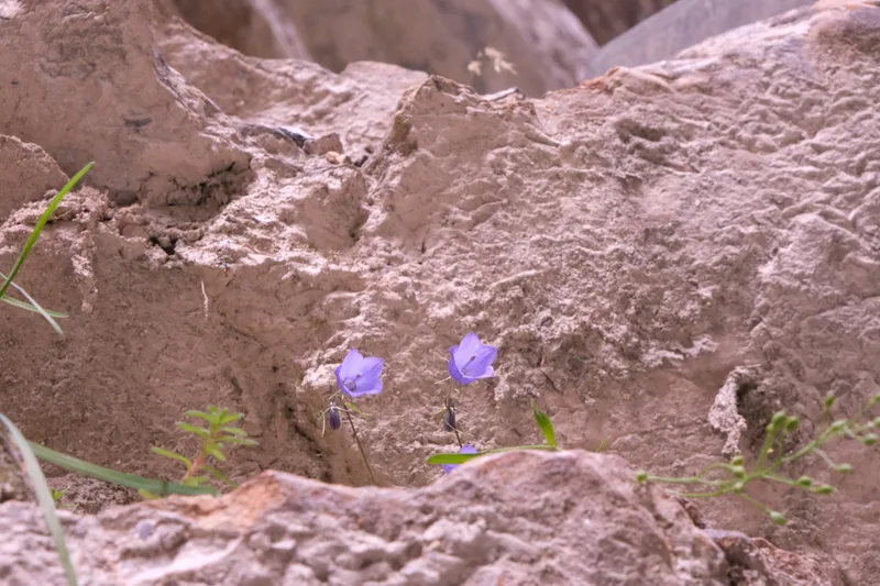 Kleine violette Blüten wachsen zwischen hellen Felsen.