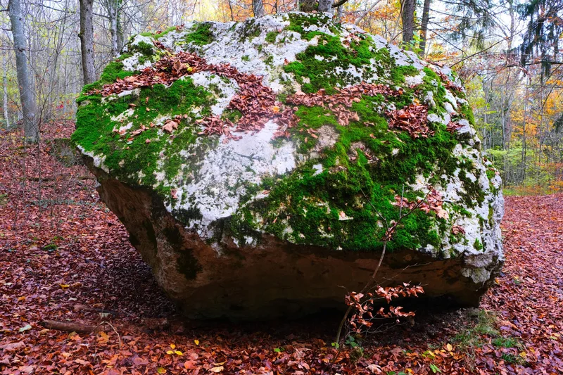 Ein grosser, mit Moos und Herbstlaub bedeckter Fels liegt im Wald.