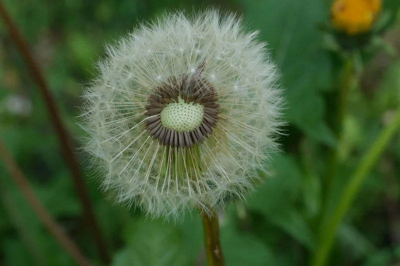 Die feinen Schirmchen einer Pusteblume vor grünem Hintergrund.