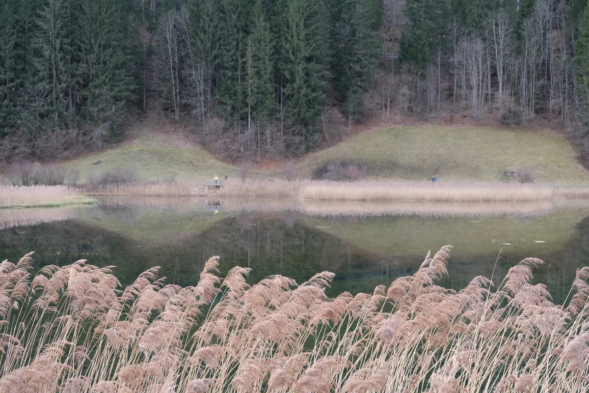 Schilf vor einem stillen See, in dessen Wasser sich ein Wald spiegelt.