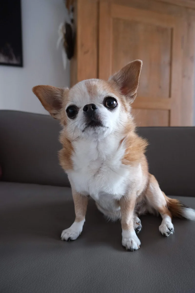 Ein kleiner hellbrauner Hund mit weisser Brust sitzt auf einem dunklen Sofa.