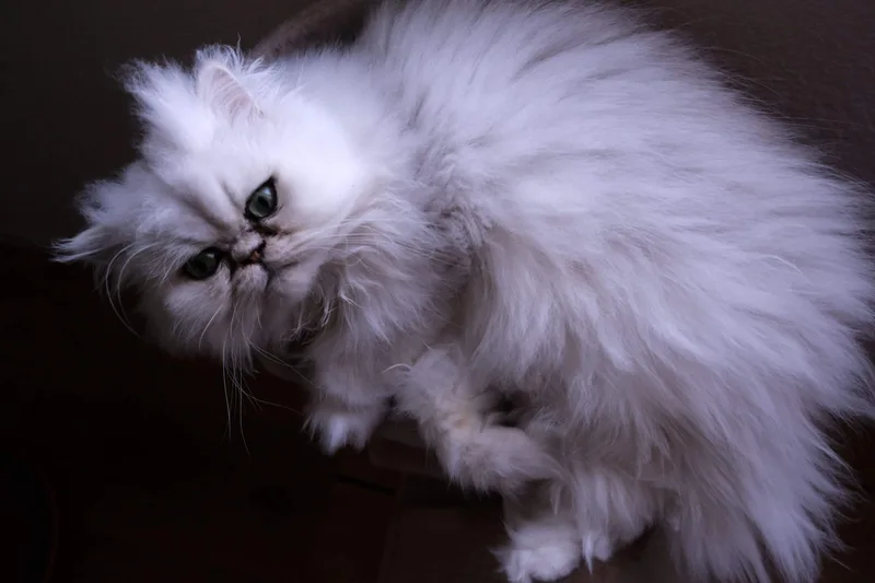 Eine langhaarige helle Katze liegt auf einer dunklen Unterlage.