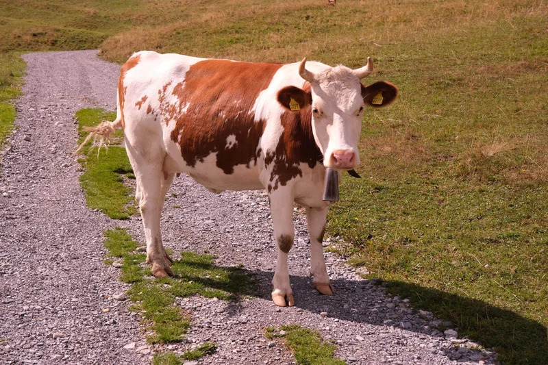 Eine braun-weisse Kuh steht auf einem schmalen Weg in einer Wiese.