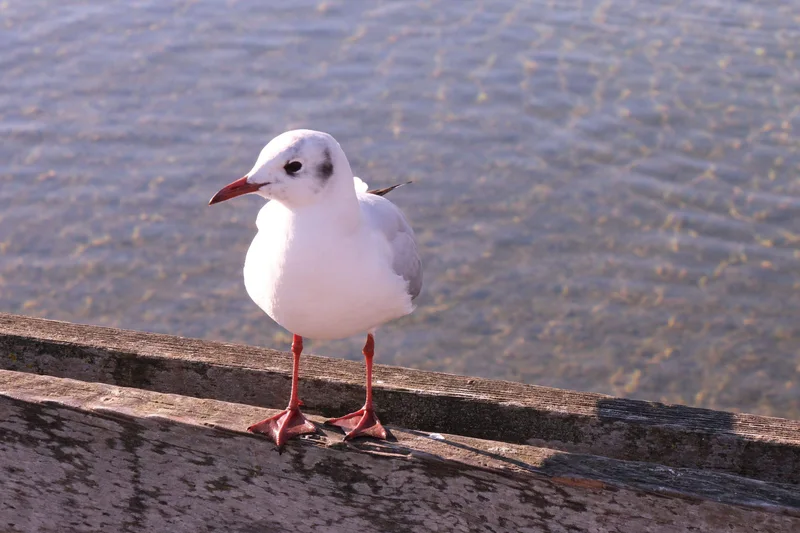 Eine weisse Möwe mit roten Beinen steht auf einer Mauer am Wasser.