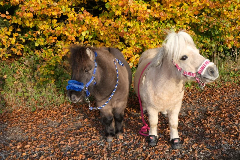 Zwei kleine Ponys stehen vor einem gelb und orange leuchtenden Herbststrauch.