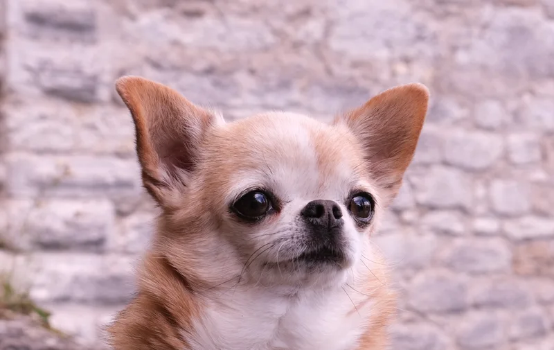 Portrait eines kleinen hellbraunen Hundes vor einem steinernen Hintergrund.
