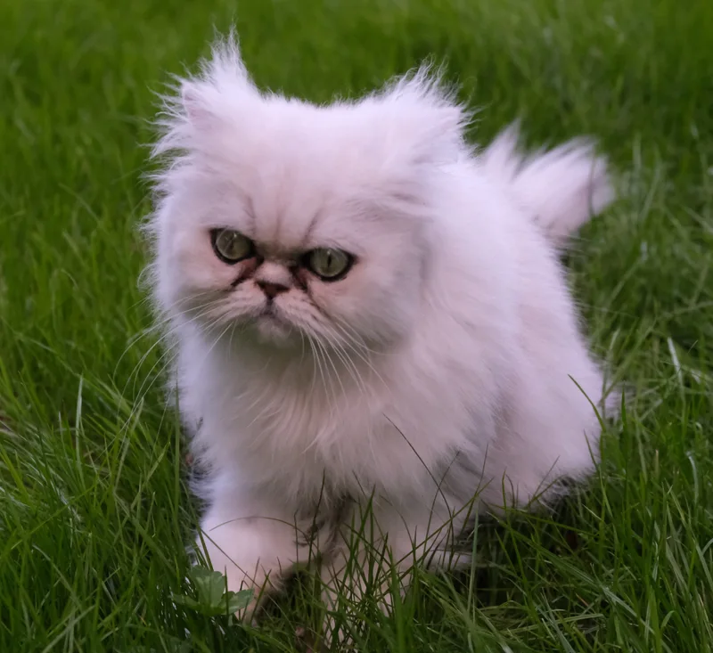 Eine helle langhaarige Katze sitzt zwischen grünen Grashalmen.