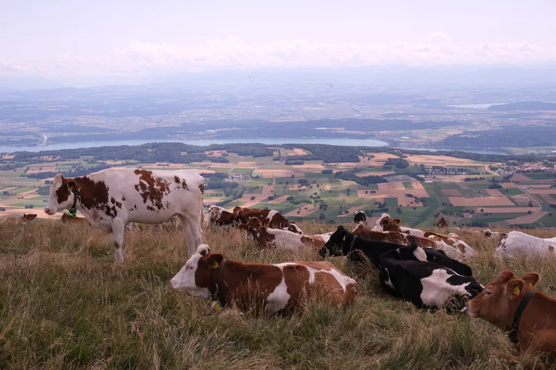 Eine Kuhherde ruht auf einem Hang mit weitem Blick auf Felder und Landschaft.