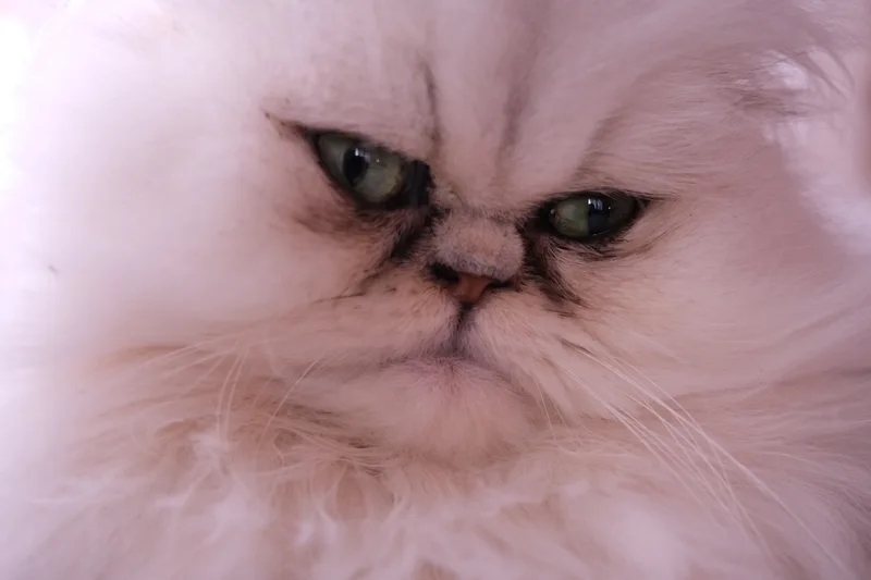 Nahaufnahme des Gesichts einer hellen langhaarigen Katze.